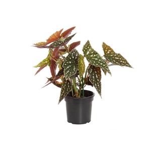 BEGONIA MACULATA SPOTLIGHT GREEN P13