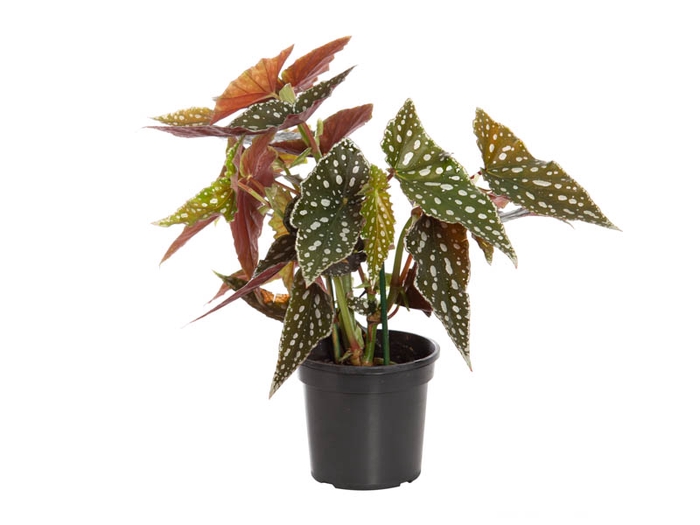 <h4>BEGONIA MACULATA SPOTLIGHT GREEN P13</h4>