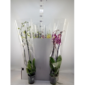 Phalaenopsis   ...mix