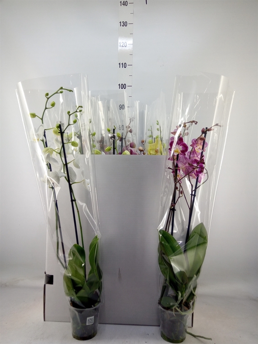 <h4>Phalaenopsis   ...mix</h4>