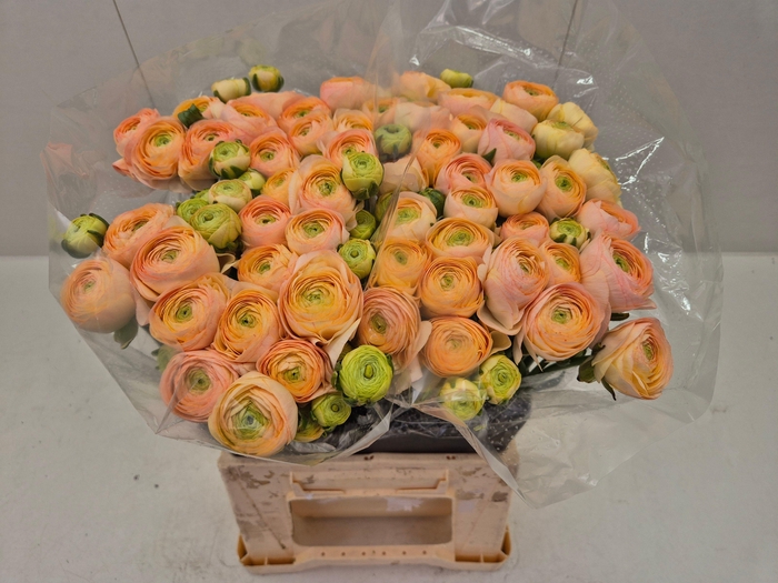 <h4>Ran Azur Salmon</h4>