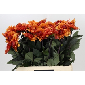 Dahlia Statue of Orange