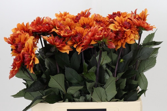 Dahlia Statue of Orange