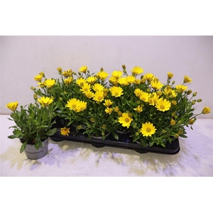 arr8 Osteo Fp Pure Yellow