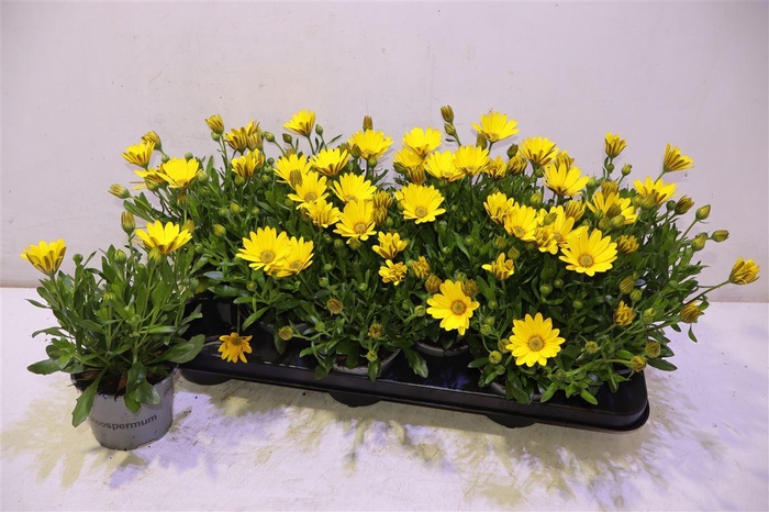 <h4>arr8 Osteo Fp Pure Yellow</h4>