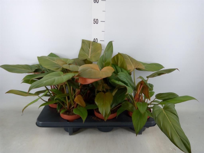 <h4>Philodendron   ...</h4>