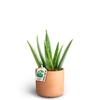 ALOE VERA P10 RAW T