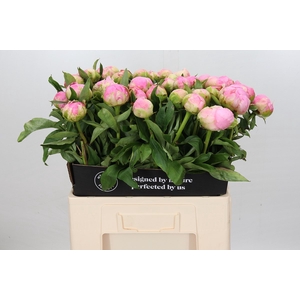 Paeonia Pink Giant