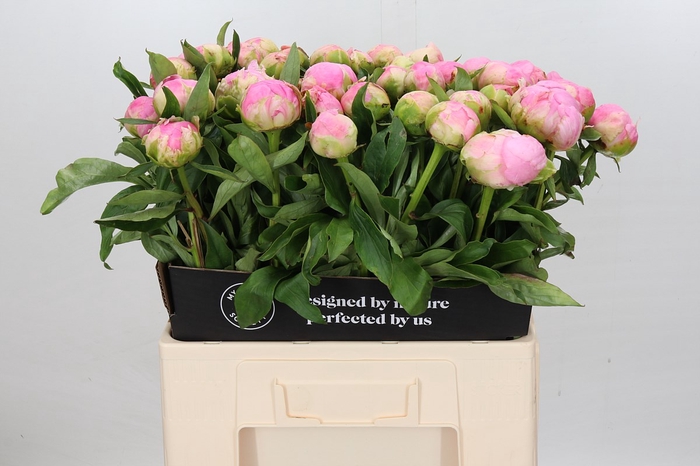 Paeonia Pink Giant