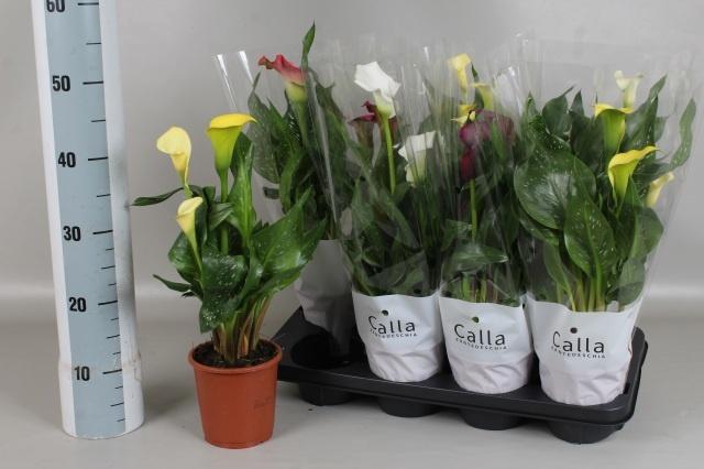 <h4>ZANT GEM 5 KL</h4>