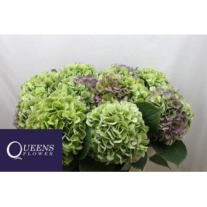 HYDR M ROY BENEFI CL