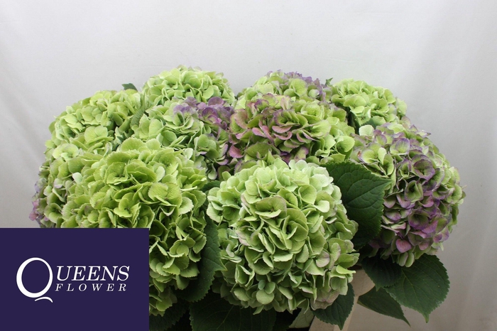 <h4>HYDR M ROY BENEFI CL</h4>