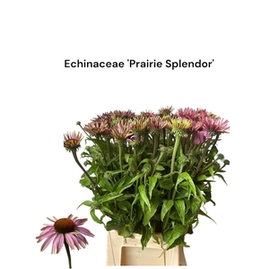 ECHI PURPUREA Prairie Splendor 996