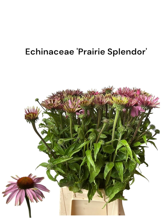 <h4>ECHI PURPUREA Prairie Splendor 996</h4>