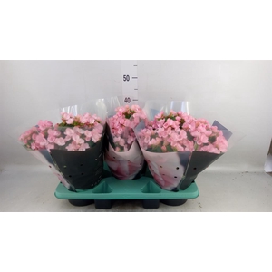 Begonia elat. EN 'Betulia Candy'