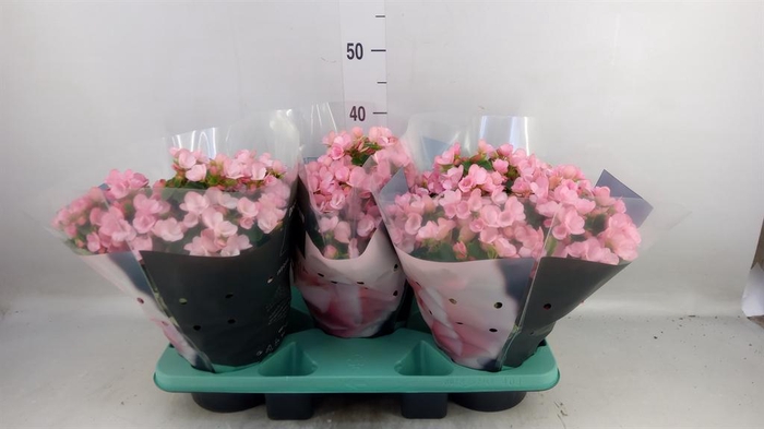 <h4>Begonia elat. EN 'Betulia Candy'</h4>