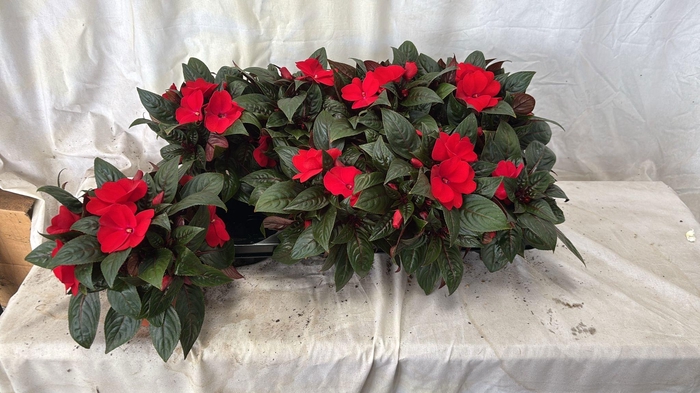 <h4>IMPAT NG OV</h4>