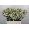 Chamelaucium Dancing Queen White