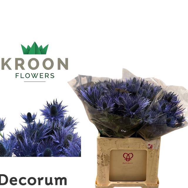 <h4>Eryng Donard Variety Kroon</h4>