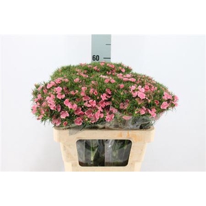 Di Barb Peach Bre X80