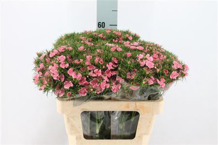 <h4>Di Barb Peach Bre X80</h4>