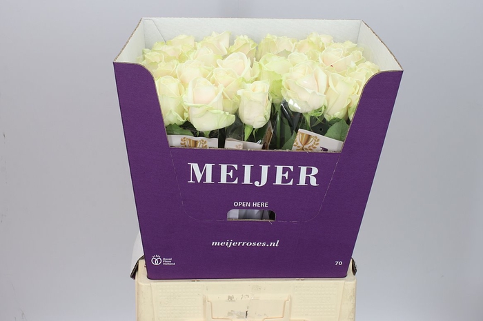 <h4>Rosa Gr Dorchester</h4>