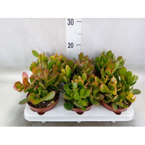 Crassula ovata 'Sunset'