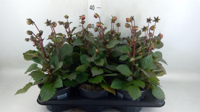 <h4>Dahlia  'Revelation Salmon Bicolor'</h4>