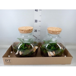 Arr.   Kamerplant Groen H%