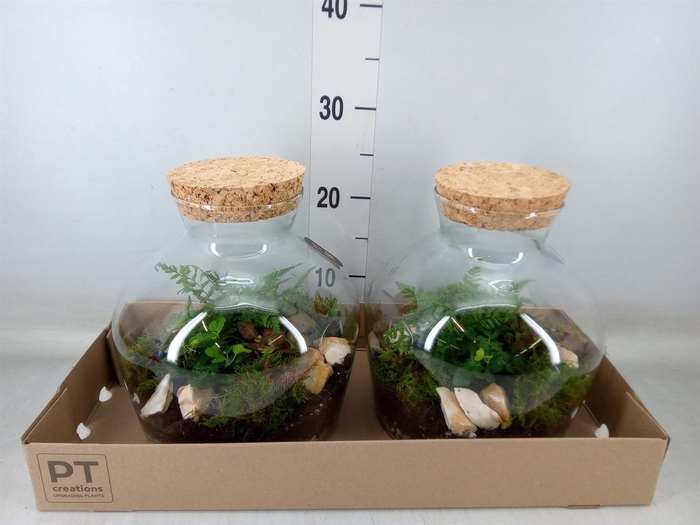 <h4>Arr. Kamerplant Groen H%</h4>