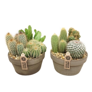 Cactus arrangement in 20 cm 'Grijze Schaal'