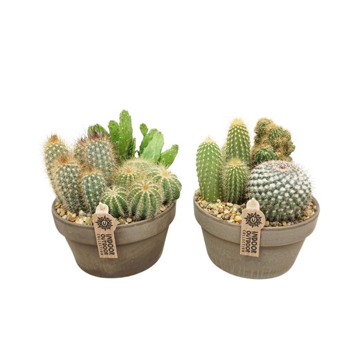 <h4>Cactus arrangement in 20 cm 'Grijze Schaal'</h4>