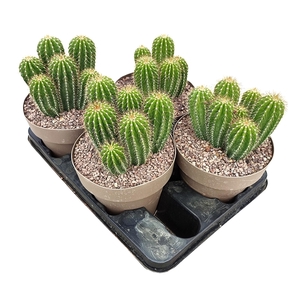 NEOBUXBAUMIA POLYLOPHA - POT Ø 16 (CACTUS)