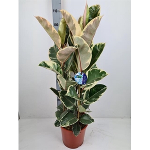 Ficus elastica Tineke 27Ø 110cm 3pp