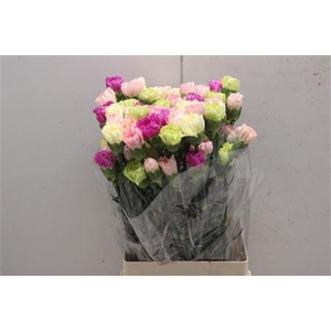 Di St Rainbow Mix Pastel