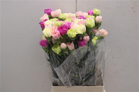 <h4>Di St Rainbow Mix Pastel</h4>