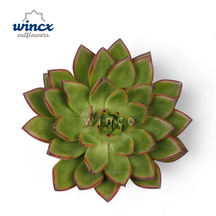 <h4>Echeveria Ov</h4>