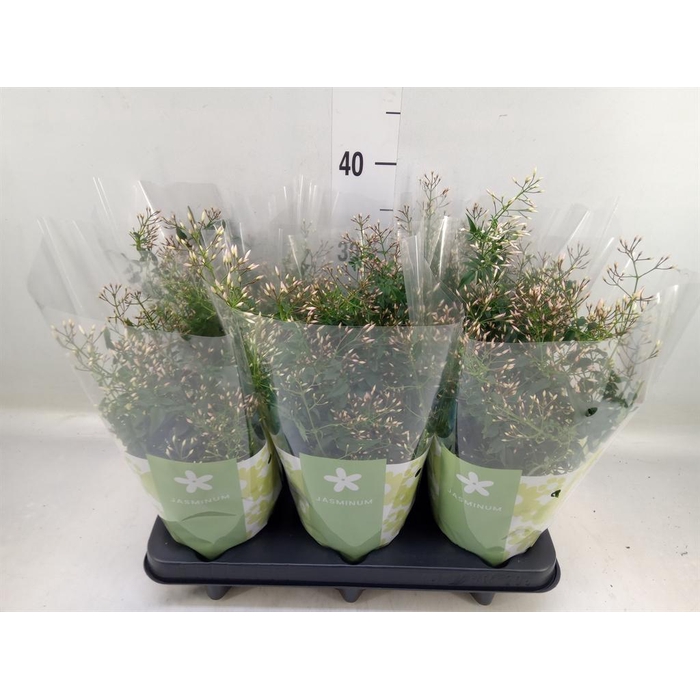 <h4>Jasminum polyanthum</h4>