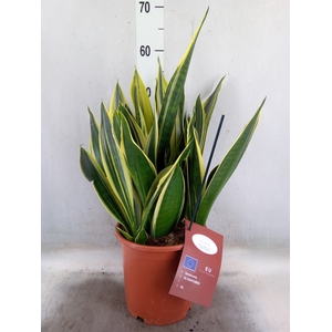 Sansevieria  'Star Canary'