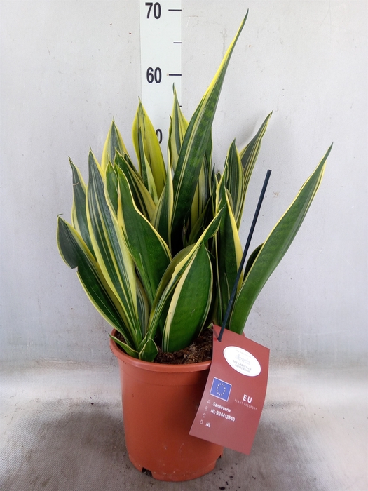 <h4>Sansevieria  'Star Canary'</h4>
