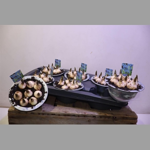 Muscar Big Smile In Zinken Teil