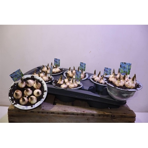 Muscar Big Smile In Zinken Teil