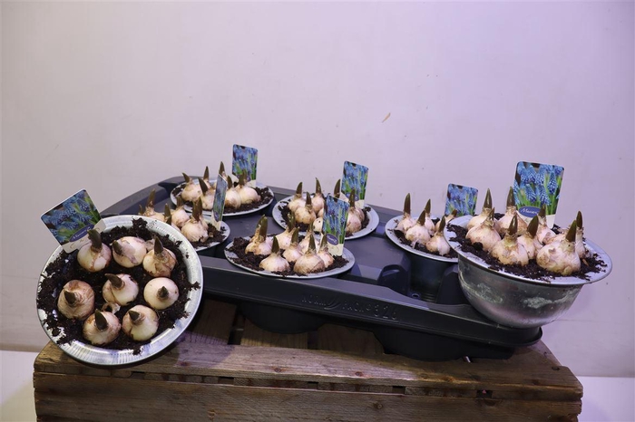 <h4>Muscar Big Smile In Zinken Teil</h4>