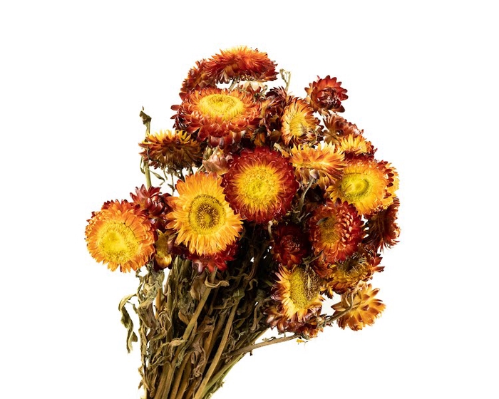 Helichrysum Red