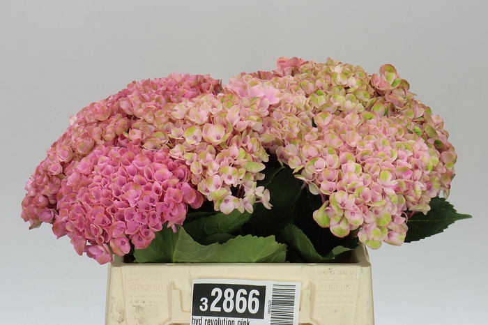 <h4>Hyd Revolution Pink</h4>