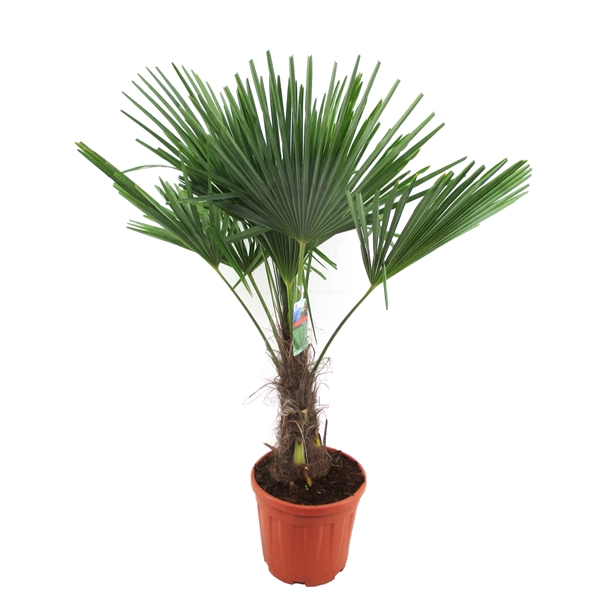 <h4>Trachycarpus fortunei</h4>