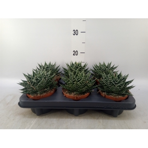 Gasteria  'Mufasa'