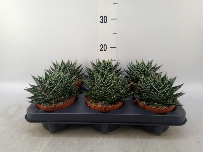 <h4>Gasteria  'Mufasa'</h4>