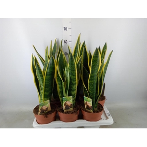 Sansevieria trifa. 'Laurentii'