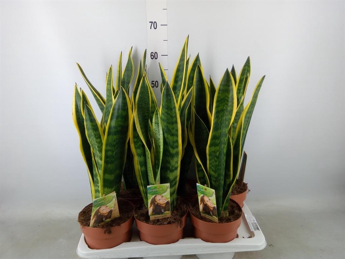 <h4>Sansevieria trifa. 'Laurentii'</h4>